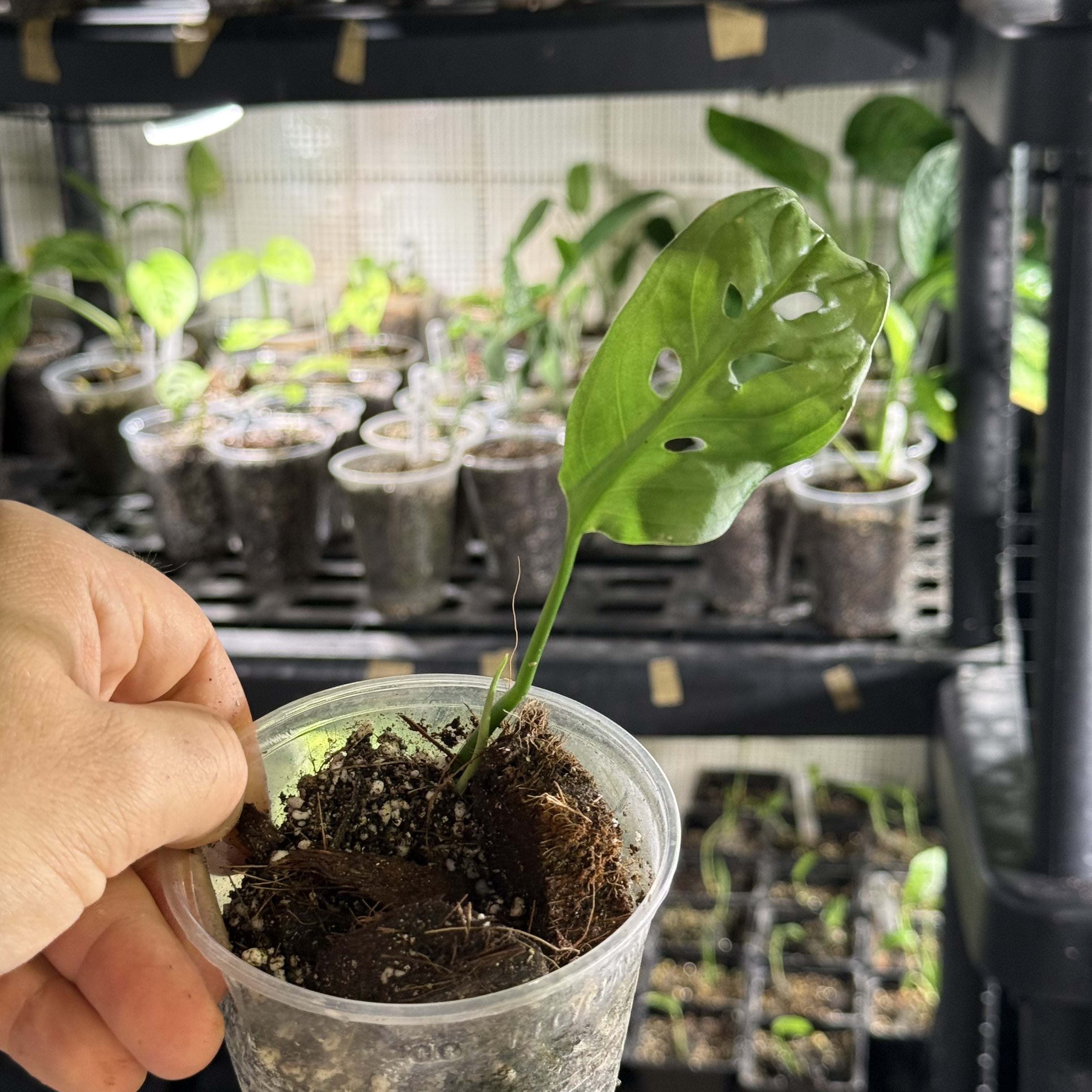 Monstera susp. esqueleto