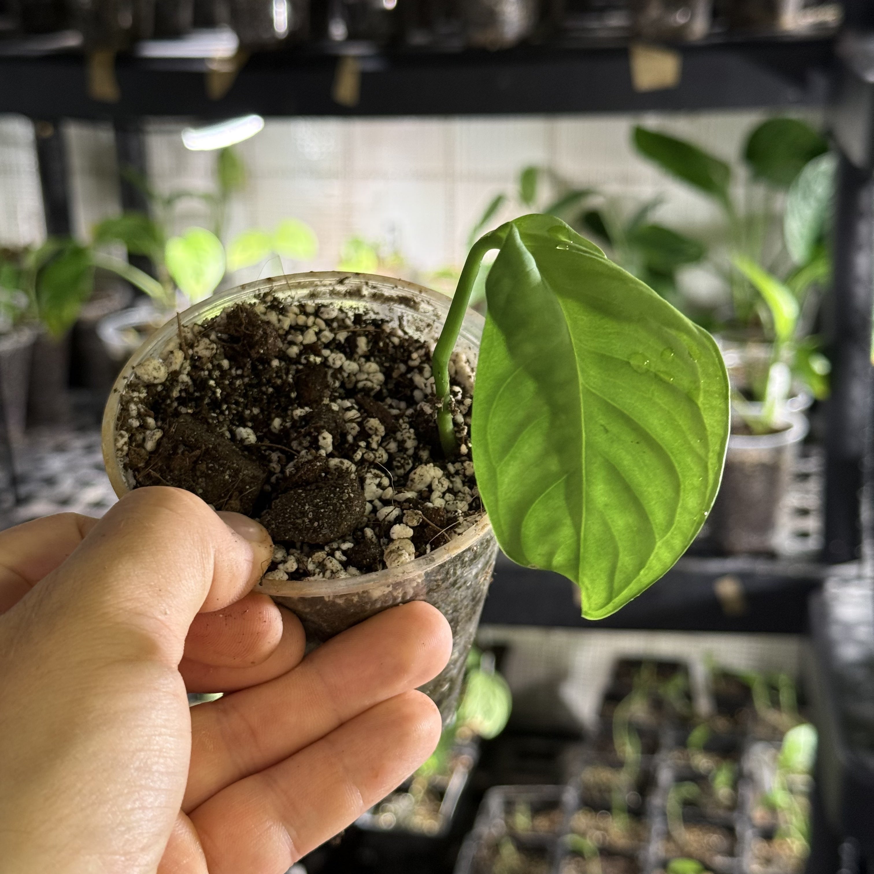 Monstera susp. esqueleto