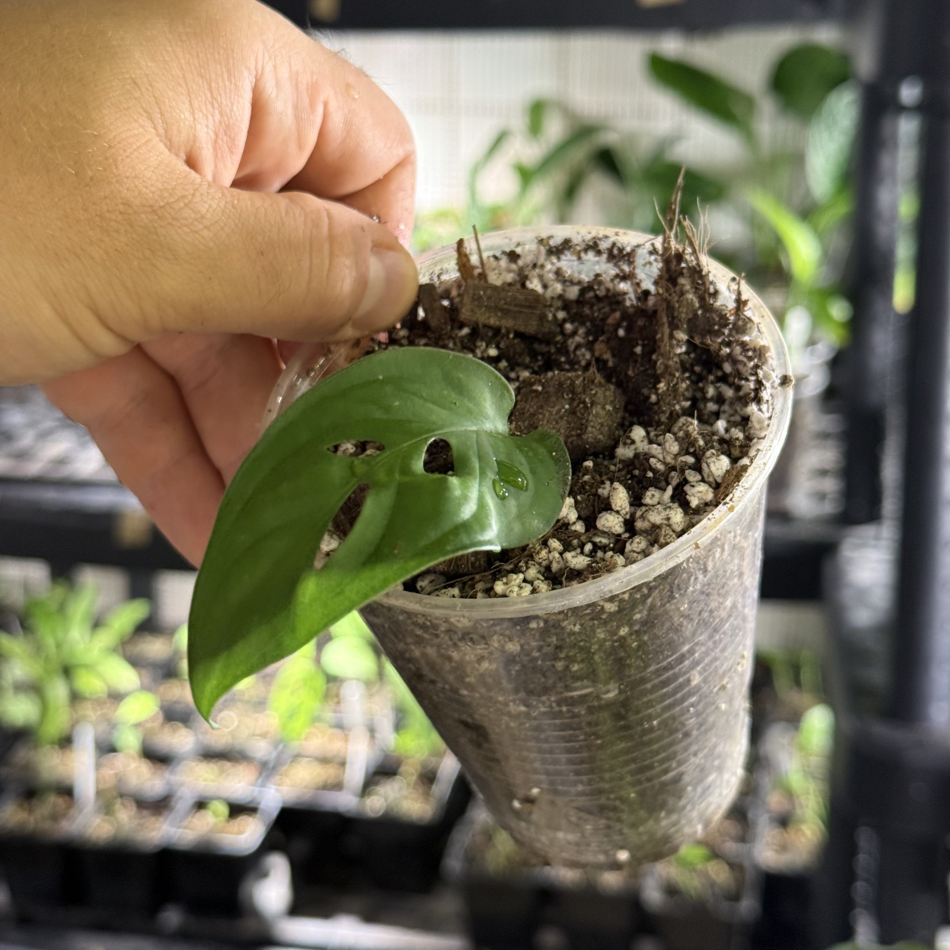 Monstera susp. esqueleto