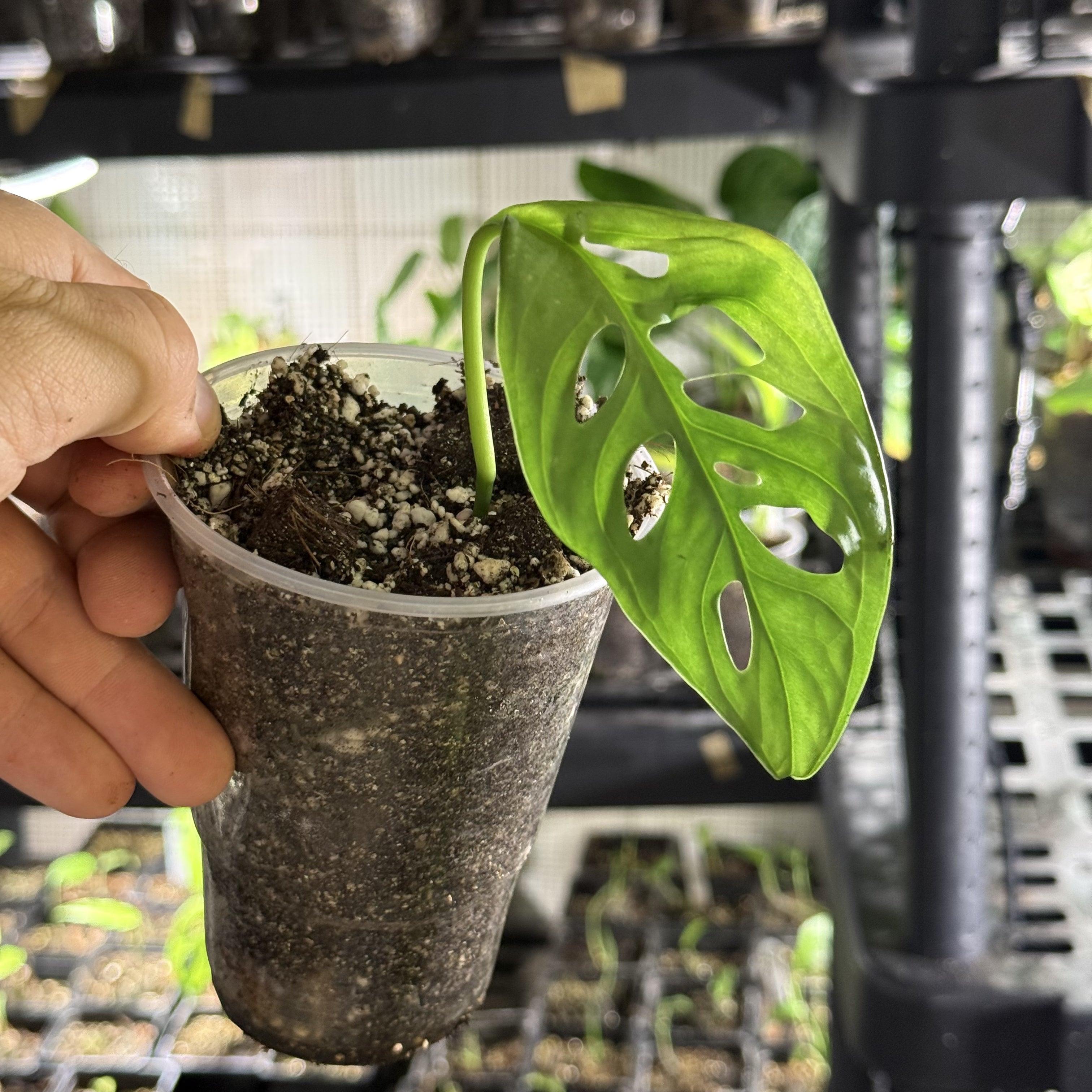 Monstera susp. esqueleto