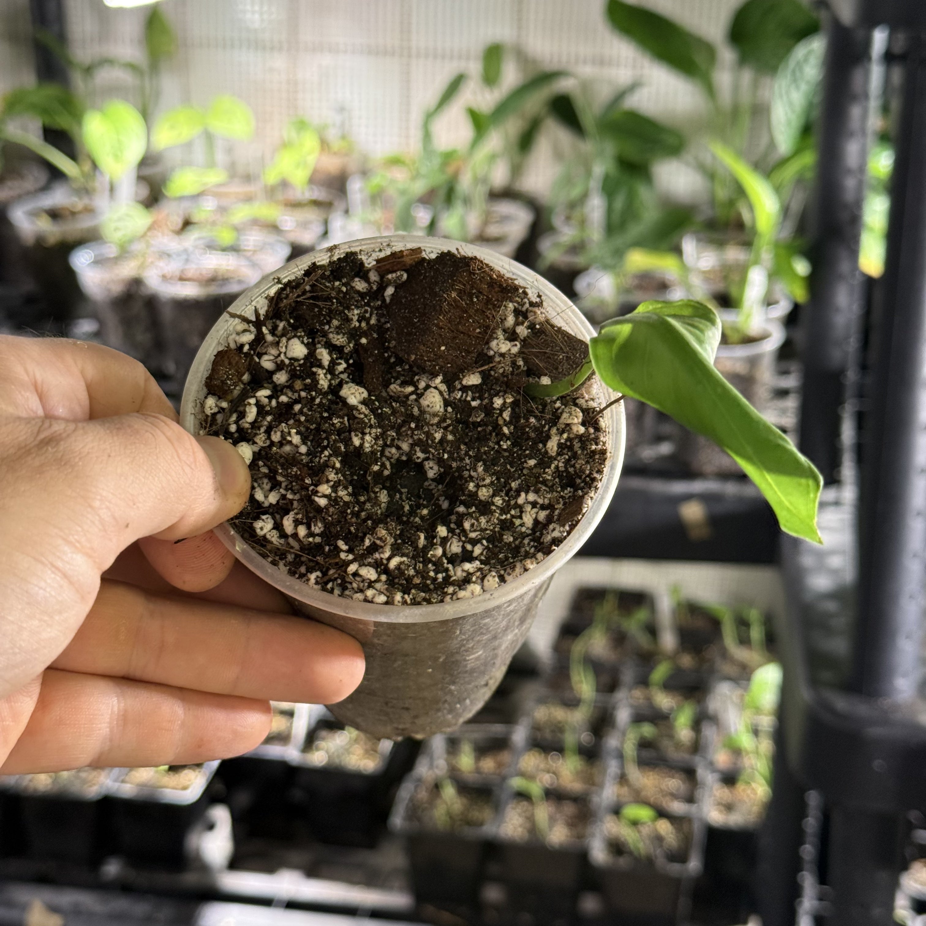 Monstera susp. esqueleto