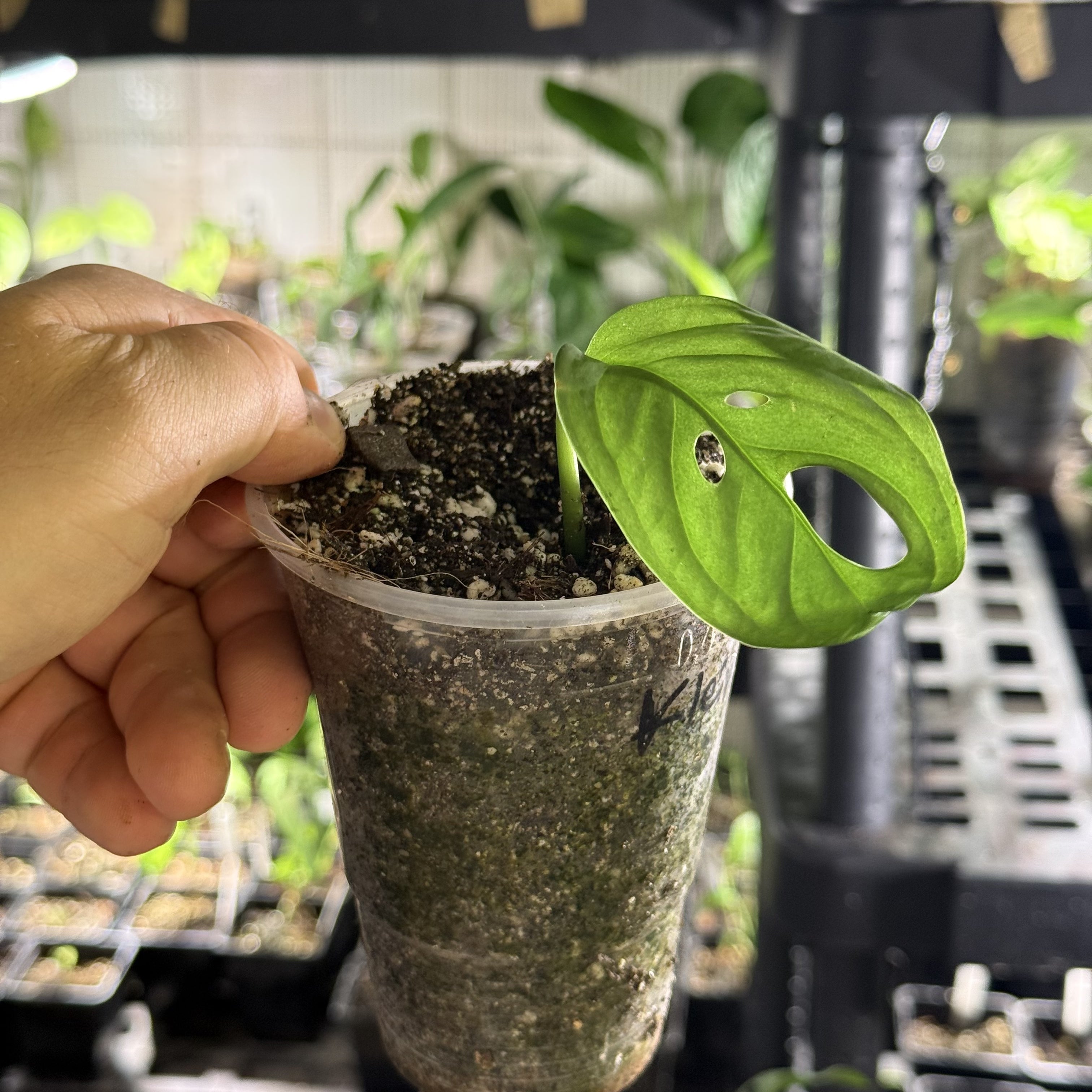 Monstera susp. esqueleto