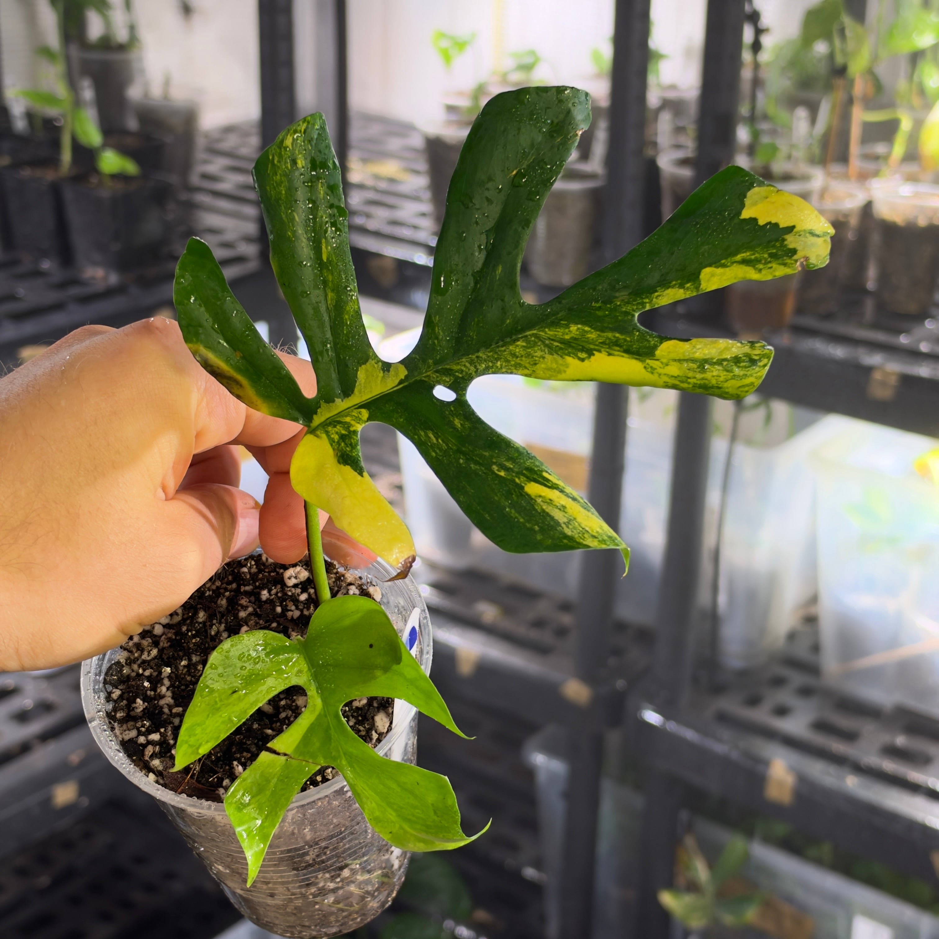 Rhaphidophora yellow marilyn (Pflanze 1)