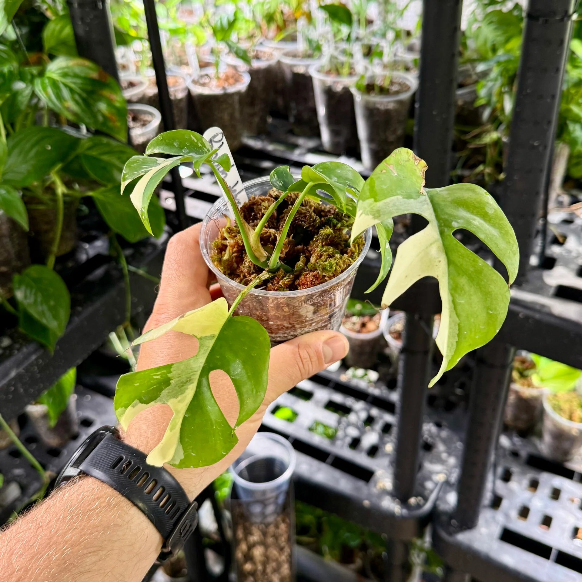 Rhaphidophora tetrasperma aurea variegata