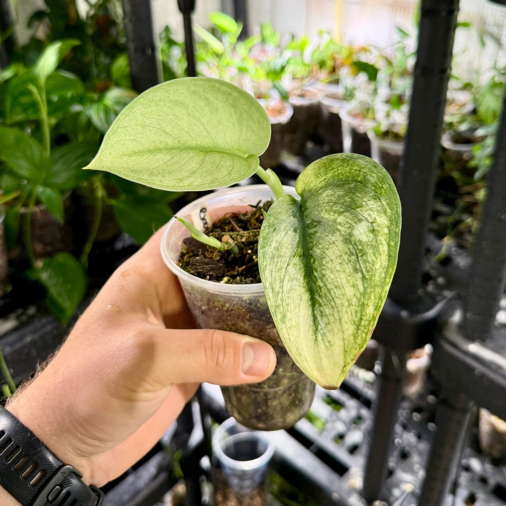 Scindapsus exotica aurea