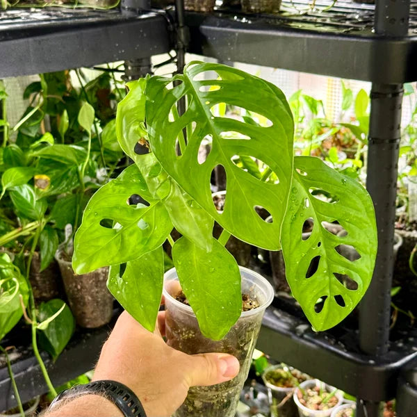 Monstera susp. esqueleto