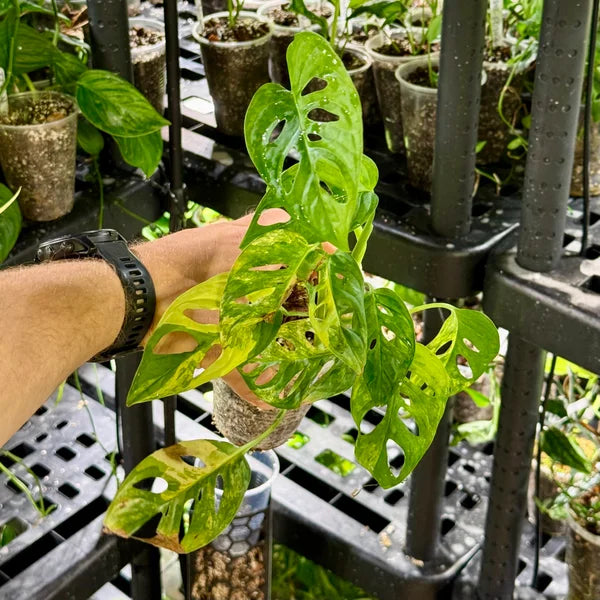Monstera adansonii aurea variegata