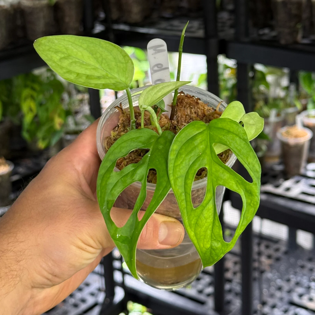 Monstera obliqua el oro