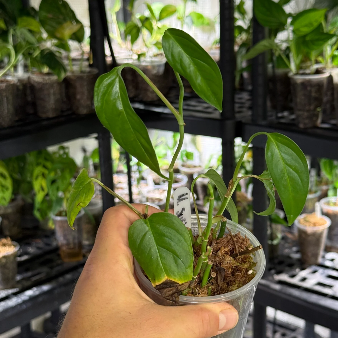 Monstera obliqua suriname
