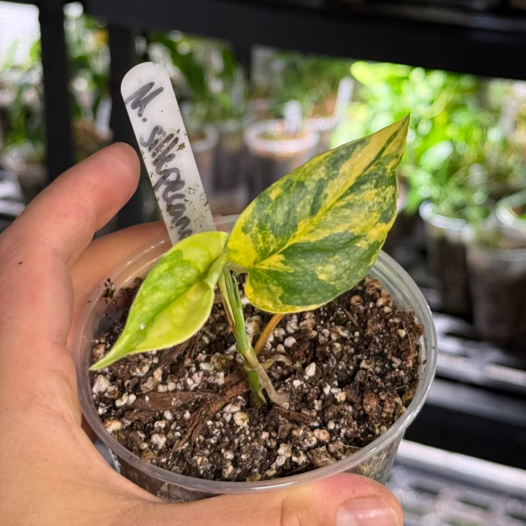 Monstera siltepecana variegata