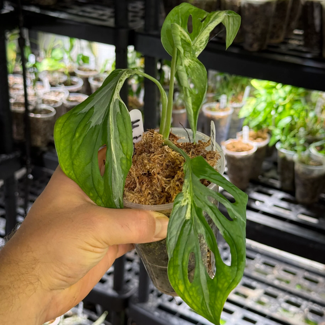 Monstera adansonii indonesia marble variegata