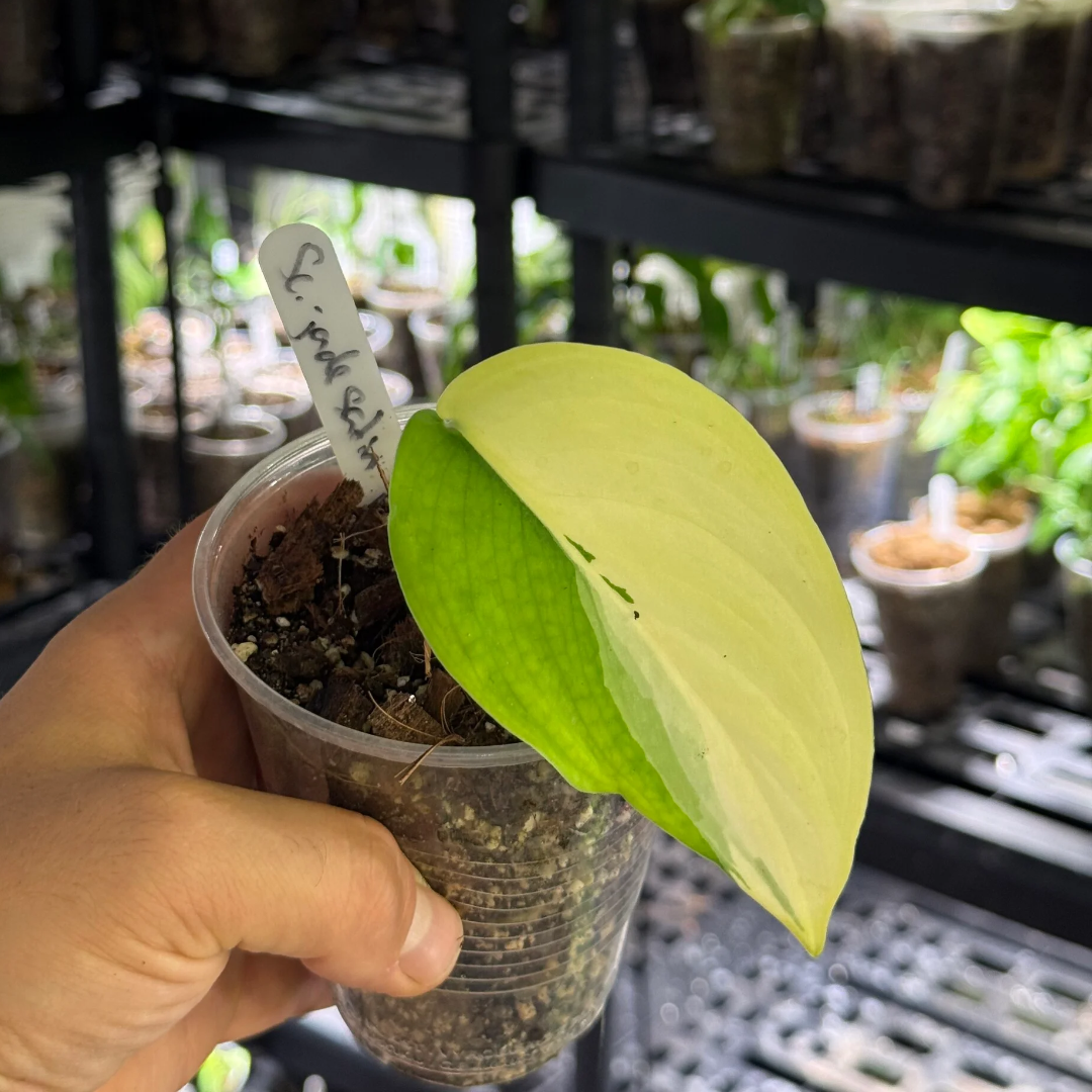 Scindapsus jade satin aurea variegata