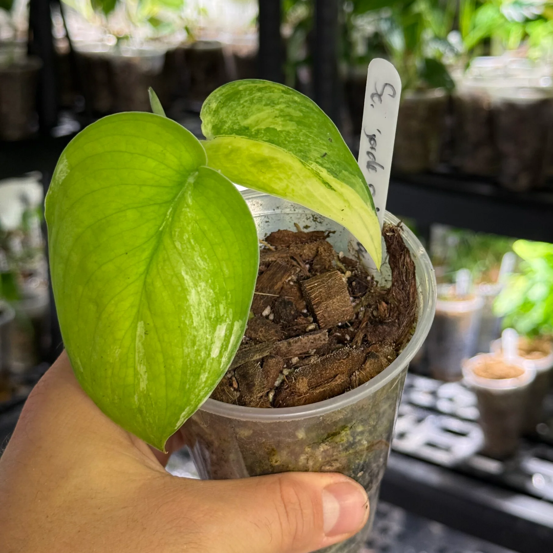 Scindapsus jade satin aurea variegata