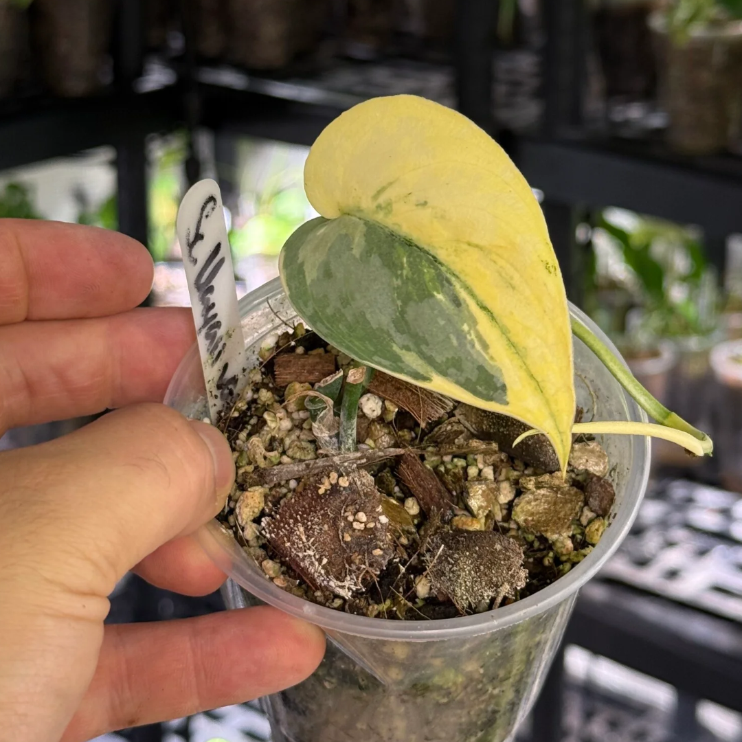 Scindapsus mayari variegata