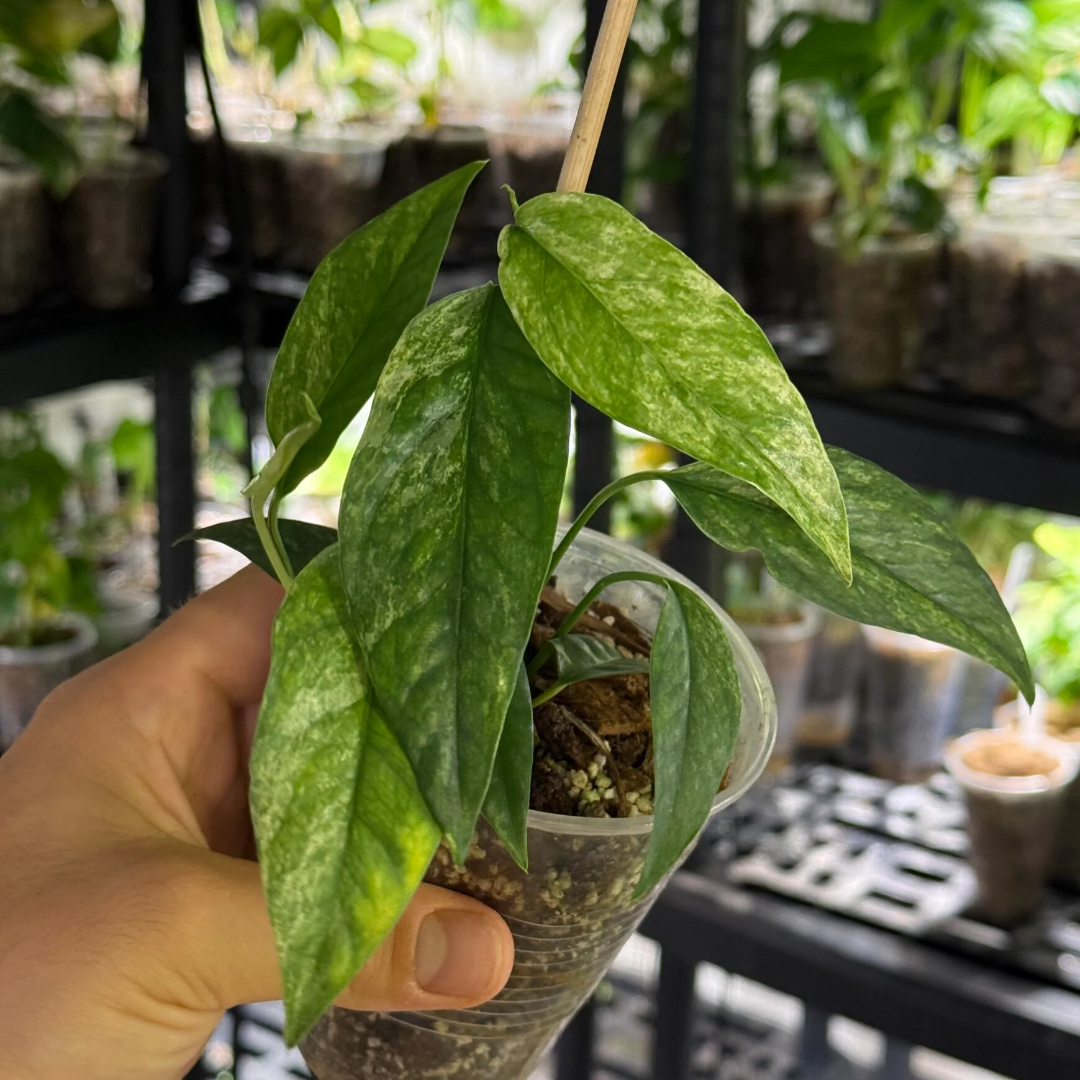 Epipremnum hanoman sp. bali variegata