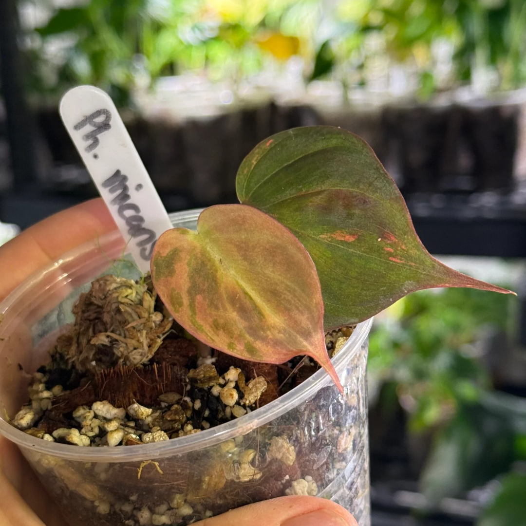 Philodendron micans pink (ferrari) variegata