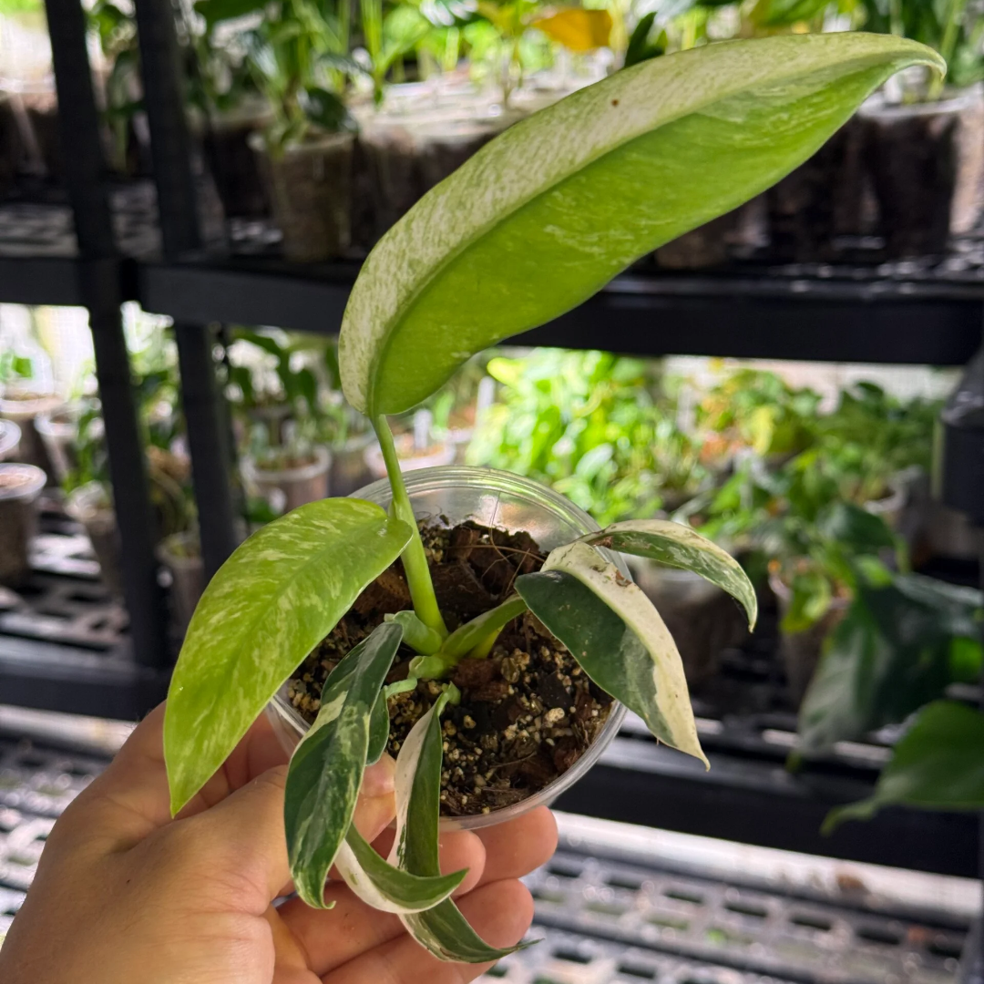 Rhaphidophora puberula variegata