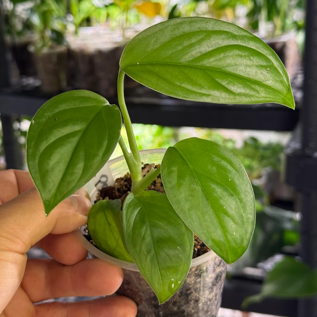 Monstera obliqua cf pangui