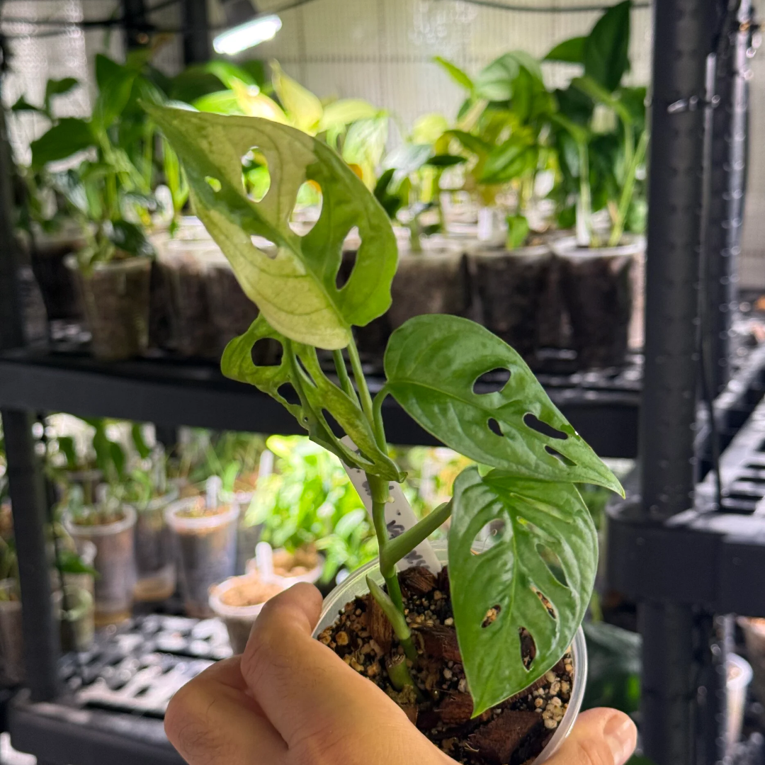 Monstera adansonii japanese tricolor variegata