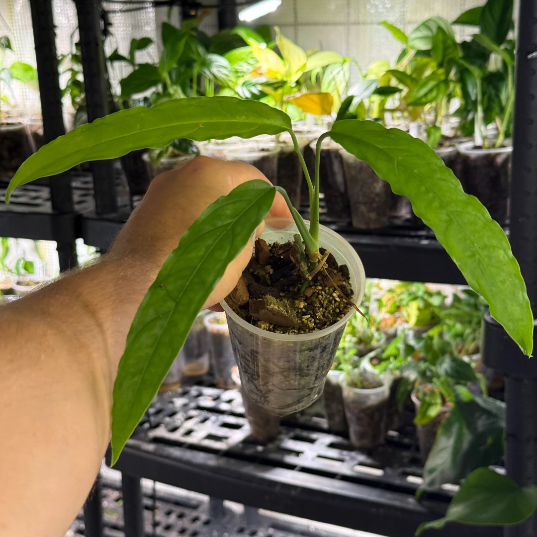 Monstera obliqua tiwintza narrow