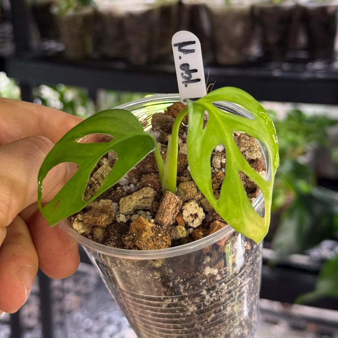 Monstera obliqua los tayos