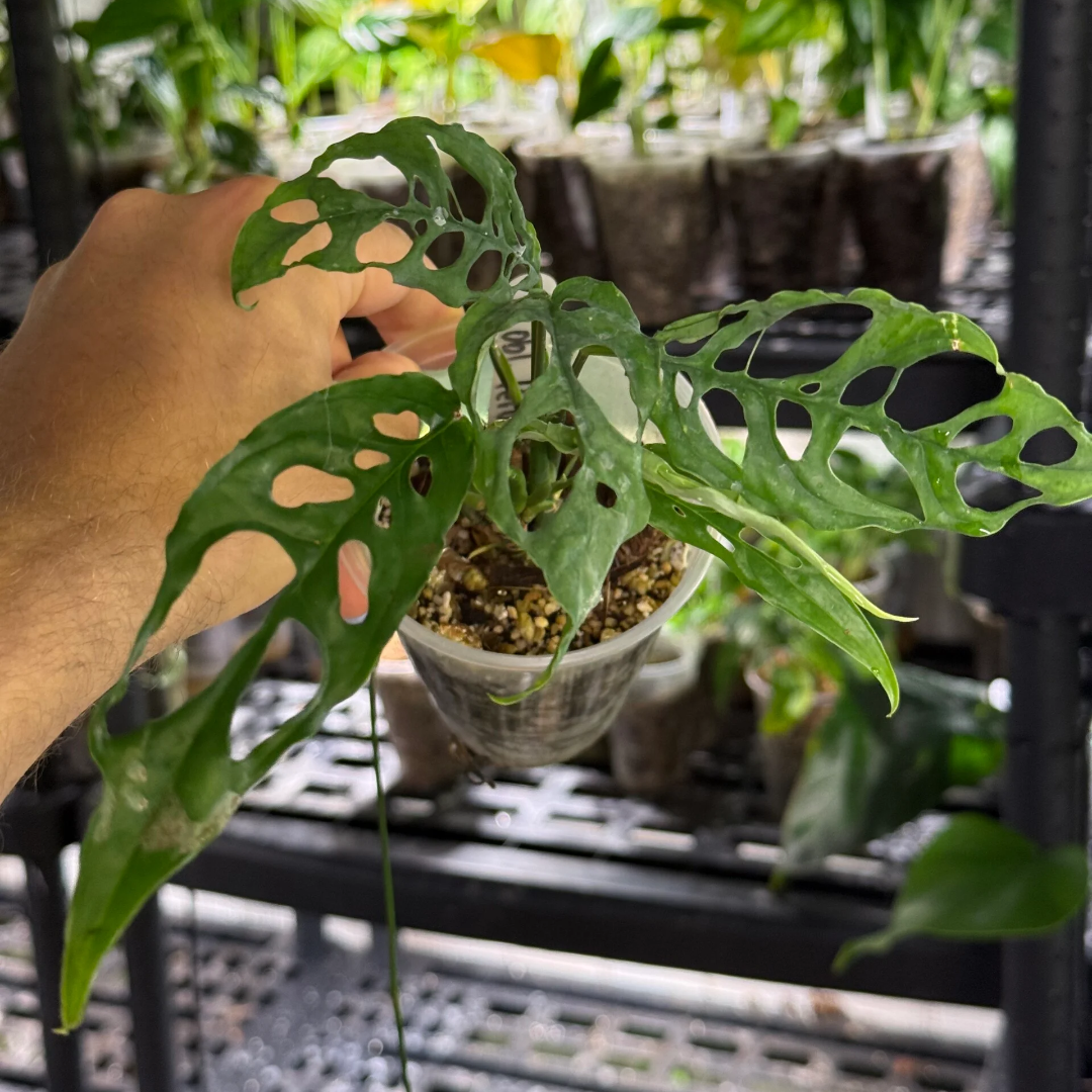 Monstera obliqua peru